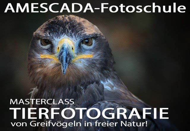 Workshop Tierfotografie von Greifvögeln